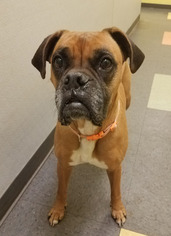Boxer Dogs for adoption in Temecula, CA, USA