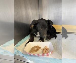 Doberman Pinscher-Unknown Mix Dogs for adoption in Stockton, CA, USA