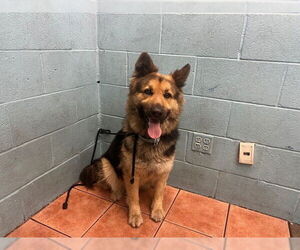 German Shepherd Dog Dogs for adoption in Downey, CA, USA