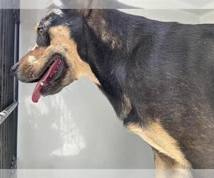 German Shepherd Dog-Unknown Mix Dogs for adoption in Houston, TX, USA