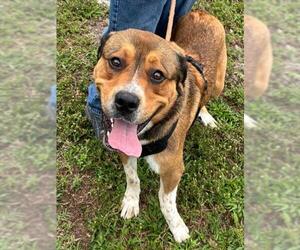 German Shepherd Dog-Unknown Mix Dogs for adoption in Fort Lauderdale, FL, USA