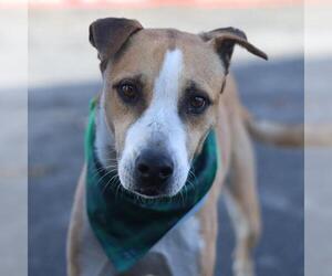 Mutt Dogs for adoption in San Antonio, TX, USA