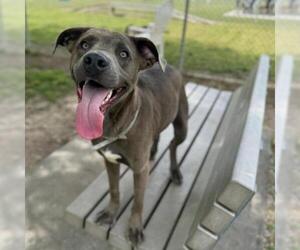 American Pit Bull Terrier Dogs for adoption in Conroe, TX, USA