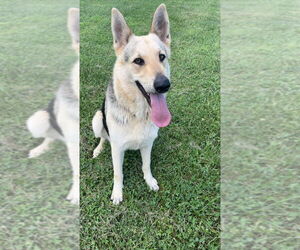 German Shepherd Dog Dogs for adoption in Aurora, IN, USA