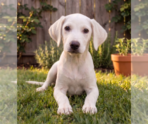 Labrador Retriever-Unknown Mix Dogs for adoption in Grovertown, IN, USA