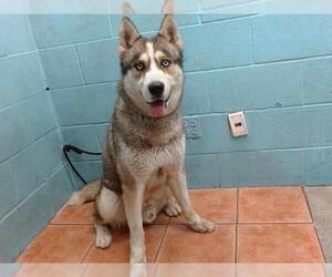 Siberian Husky Dogs for adoption in Downey, CA, USA