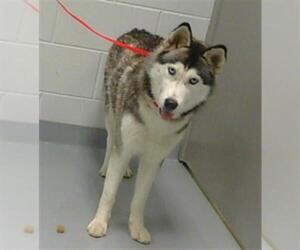 Siberian Husky Dogs for adoption in St. Cloud, FL, USA