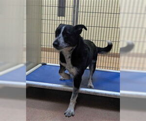Australian Cattle Dog-Unknown Mix Dogs for adoption in Ogden, UT, USA