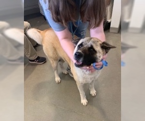 Akita Dogs for adoption in Pampa, TX, USA