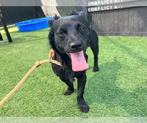 Pomeranian-Unknown Mix Dogs for adoption in Orange, CA, USA