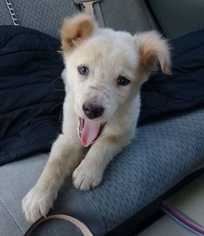 View Ad Australian Shepherd Shiba Inu Mix Dog For Adoption