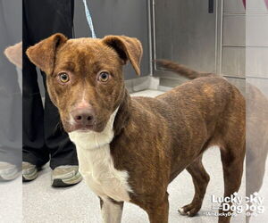 Beagle-Plott Hound Mix Dogs for adoption in Washington, DC, USA