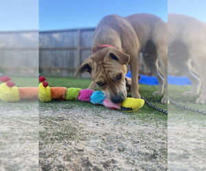 Mutt Dogs for adoption in FRAMINGHAM, MA, USA