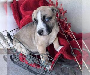 Boxer-Unknown Mix Dogs for adoption in San Diego, CA, USA