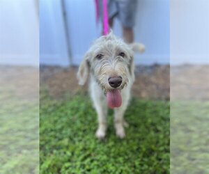Labradoodle Dogs for adoption in Valrico, FL, USA