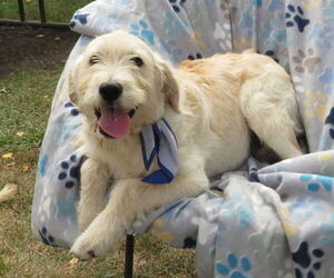 Golden Retriever-Unknown Mix Dogs for adoption in Grovertown, IN, USA