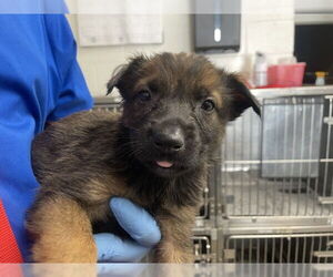 Mutt Dogs for adoption in San Bernardino, CA, USA