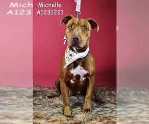 American Pit Bull Terrier Dogs for adoption in Bakersfield, CA, USA