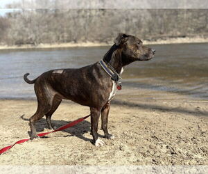 Staffordshire Bull Terrier-Unknown Mix Dogs for adoption in Farmington, MN, USA