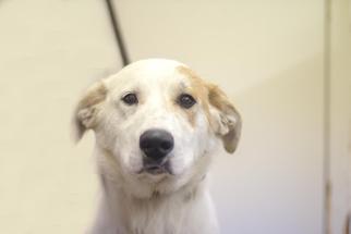 Medium Photo #1 Great Pyrenees-Unknown Mix Puppy For Sale in Mountain Home, AR, USA