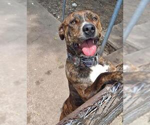 American Staffordshire Terrier-Unknown Mix Dogs for adoption in San Antonio, TX, USA