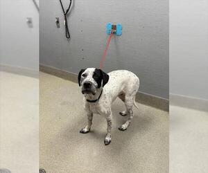 American Pit Bull Terrier-Bluetick Coonhound Mix Dogs for adoption in Las Vegas, NV, USA