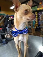 Chihuahua Dogs for adoption in Brighton, TN, USA