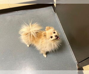 Pomeranian Dogs for adoption in Denver, CO, USA