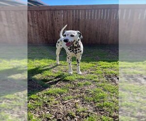 Dalmatian Dogs for adoption in Plano, TX, USA