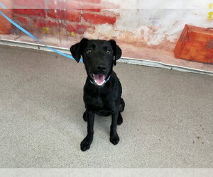 Labrador Retriever Dogs for adoption in San Bernardino, CA, USA