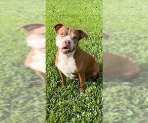 Medium Photo #4 American Pit Bull Terrier Puppy For Sale in Weston, FL, USA