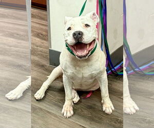 Mastiff Dogs for adoption in Mission Viejo, CA, USA