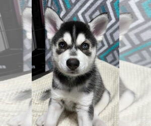 Siberian Husky Dogs for adoption in Matawan, NJ, USA