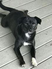 Jack-Rat Terrier Dogs for adoption in Scottsboro, AL, USA