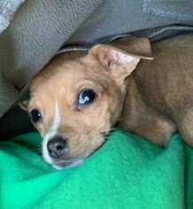 Chihuahua-Unknown Mix Dogs for adoption in Guilford, CT, USA