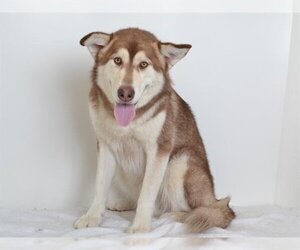 Huskies -Unknown Mix Dogs for adoption in Oroville, CA, USA