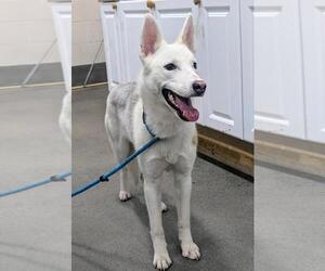 Siberian Husky Dogs for adoption in Forestville, MD, USA
