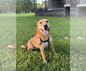 Mountain Cur-Unknown Mix Dogs for adoption in Boston, MA, USA