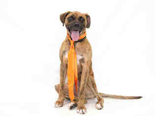Medium Photo #48 Boxer-Unknown Mix Puppy For Sale in Orlando, FL, USA