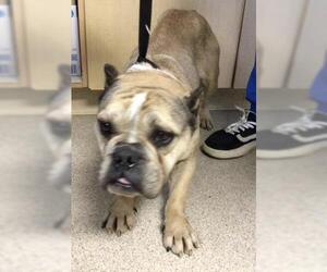 Bulldog-Unknown Mix Dogs for adoption in Riverside, CA, USA