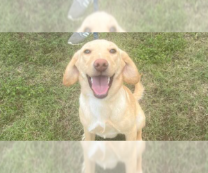 Mutt Dogs for adoption in Abbeville, LA, USA