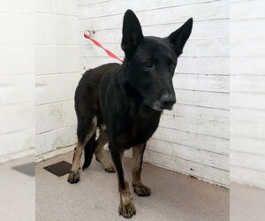 German Shepherd Dog Dogs for adoption in San Bernardino, CA, USA