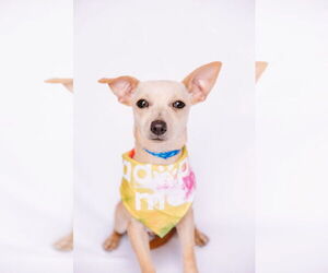 Jack Chi Dogs for adoption in Princeton, MN, USA