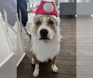 Beagle-Unknown Mix Dogs for adoption in GILBERTS, IL, USA