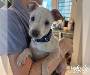 Chihuahua-Unknown Mix Dogs for adoption in Washington, DC, USA