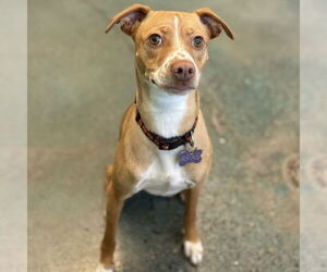 Mutt Dogs for adoption in Rohnert Park, CA, USA