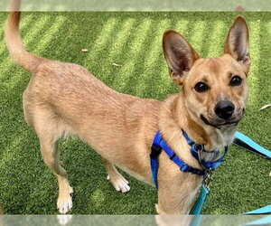 Mutt Dogs for adoption in Redwood City, CA, USA