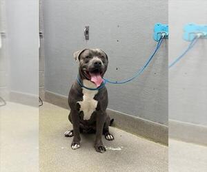 Mutt Dogs for adoption in Las Vegas, NV, USA