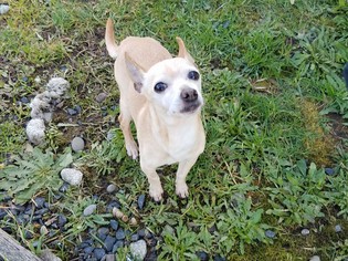 Chihuahua Dogs for adoption in Reedsport, OR, USA