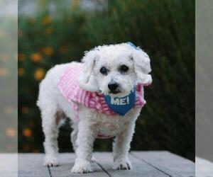 Bichon Frise Dogs for adoption in Pacific Grove, CA, USA